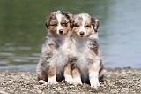 BERGER AUSTRALIEN PUPPIES 106